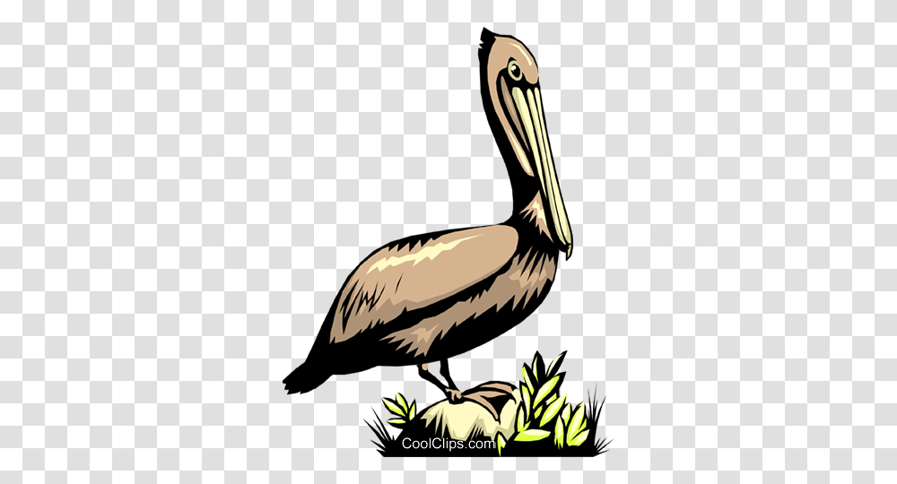 Pelican Royalty Free Vector Clip Art Illustration, Bird, Animal Transparent Png