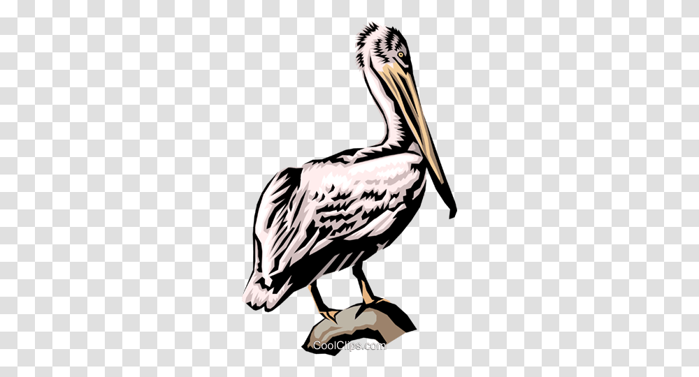 Pelican Royalty Free Vector Clip Art Illustration, Bird, Animal, Vulture Transparent Png