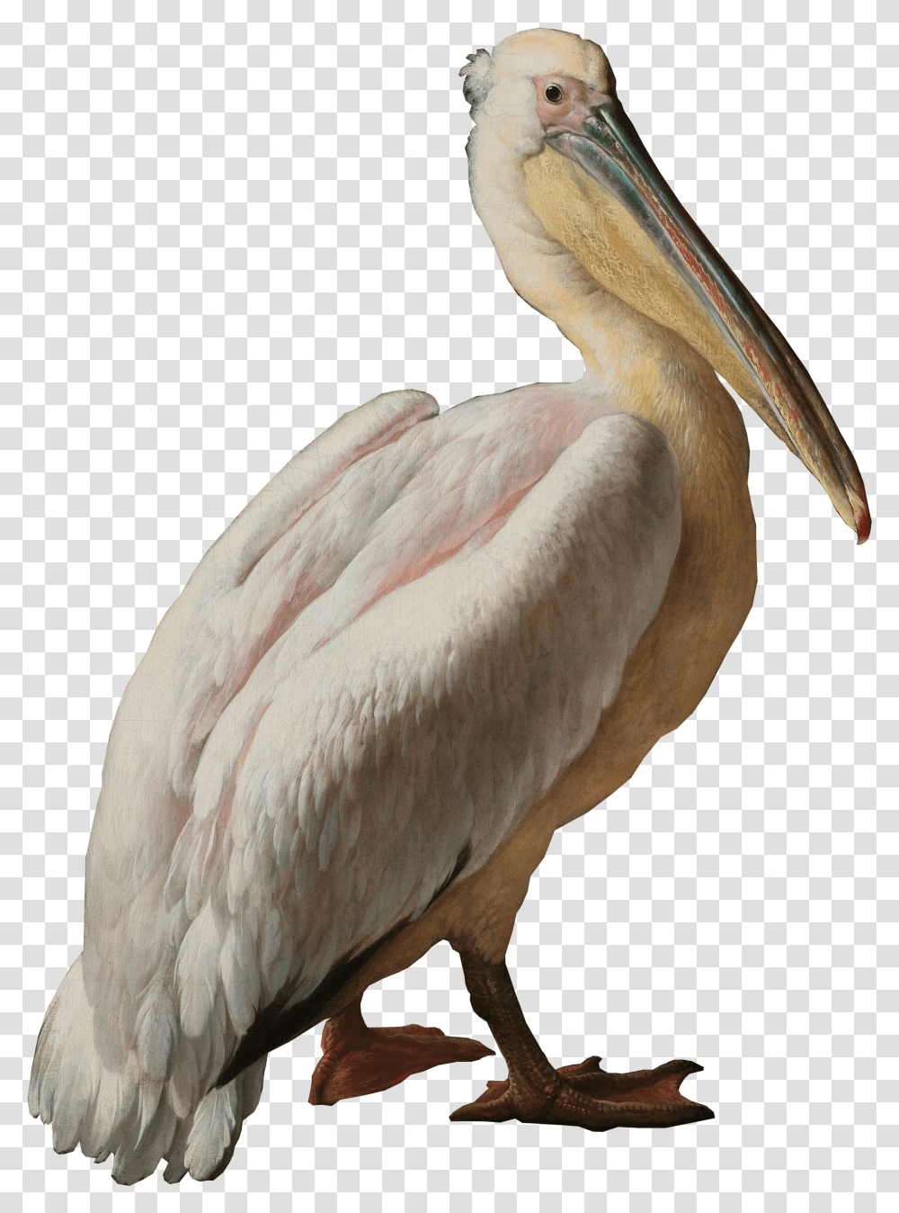 Pelican Seabird Pelecaniformes Water Bird Pelican Pelican And Other Birds Near A Known As Floating Transparent Png