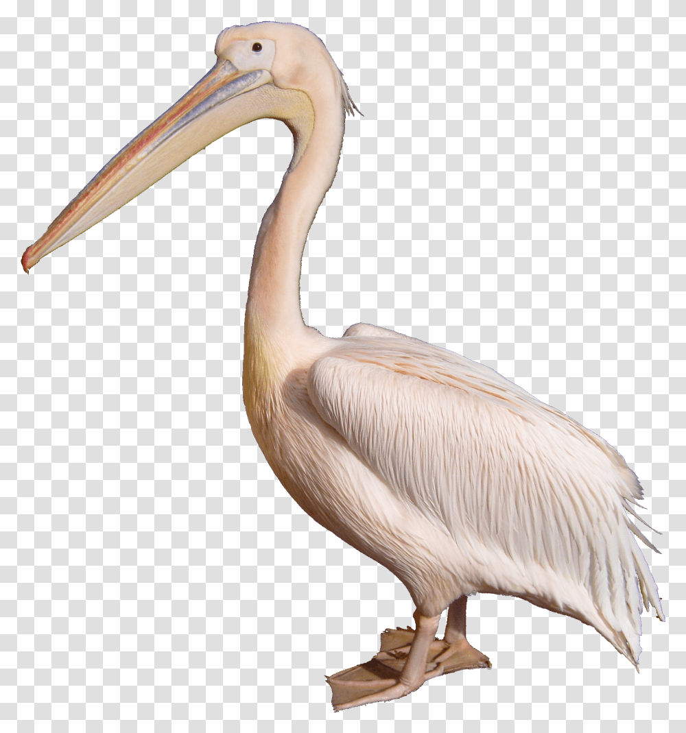 Pelican White Pelican, Bird, Animal, Beak Transparent Png