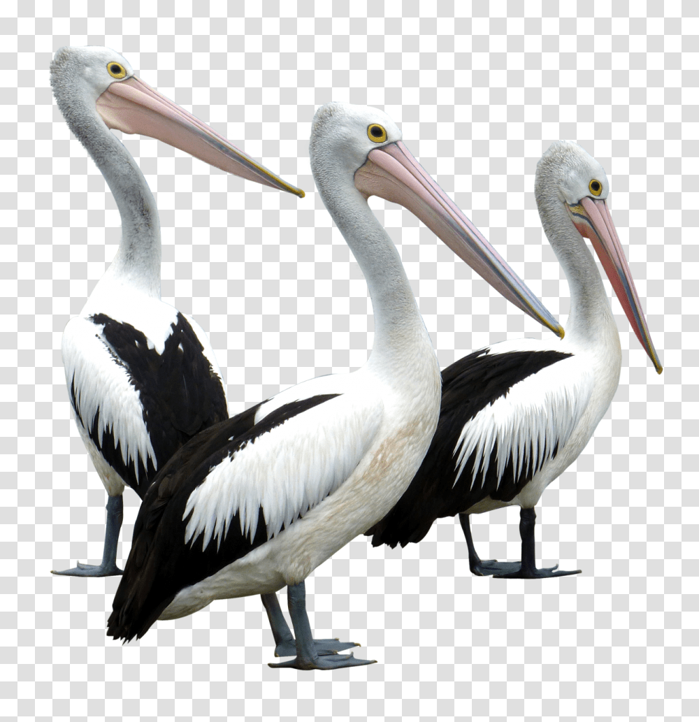 Pelicans Bird Image, Animals, Beak Transparent Png