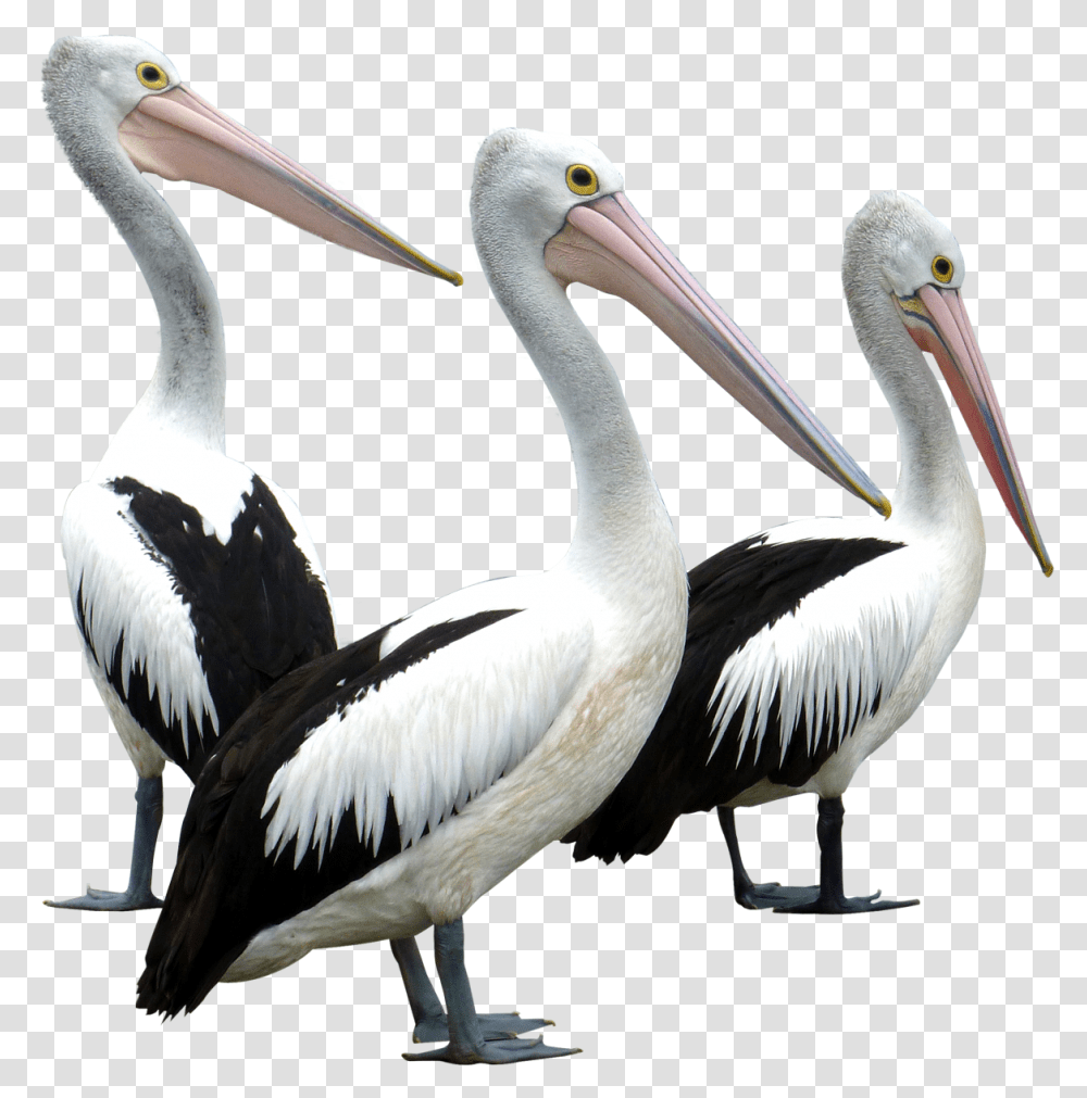 Pelicans Birds Image Pelican Bird, Animal, Beak, Waterfowl Transparent Png