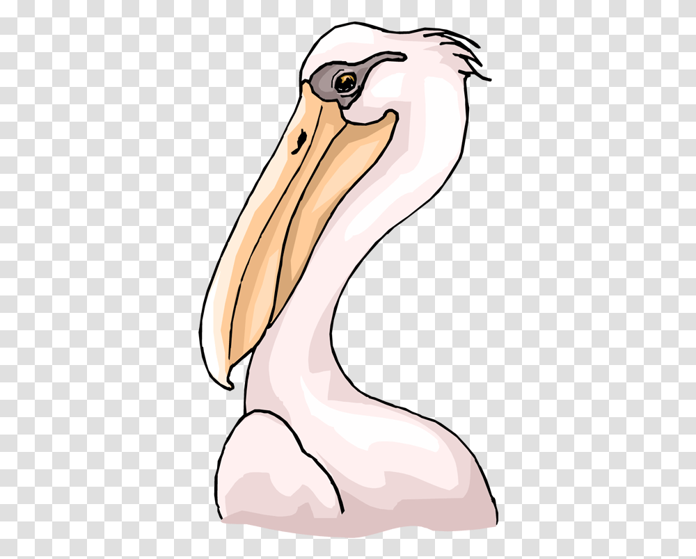 Pelicans Clipart Pelican Head Clipart, Beak, Bird, Animal, Hip Transparent Png