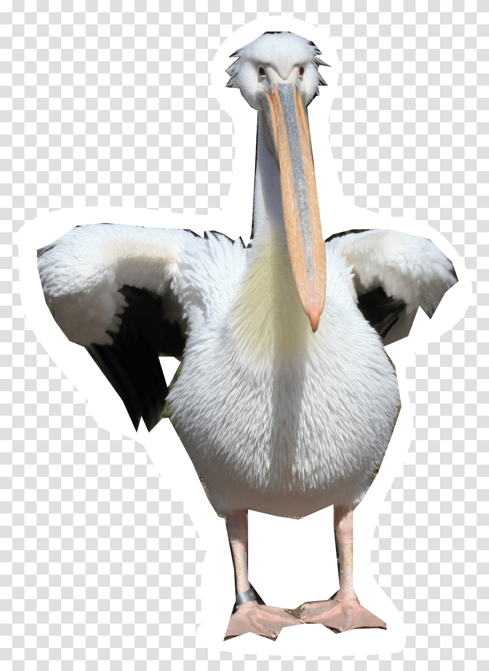 Pelicans Walking, Bird, Animal, Beak Transparent Png