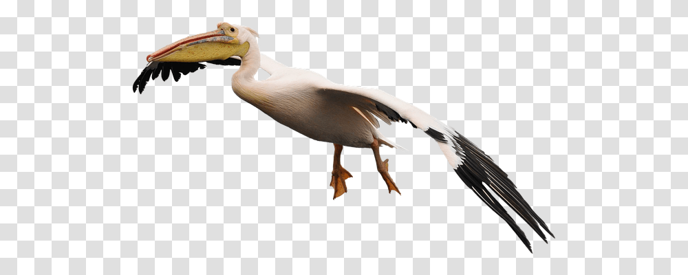Pelikan Nature, Bird, Animal, Pelican Transparent Png