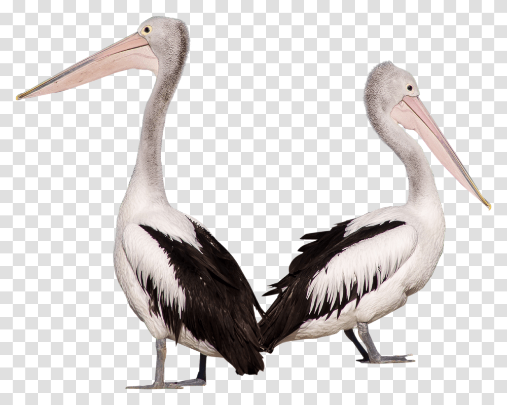 Pelikan, Bird, Animal, Pelican, Beak Transparent Png