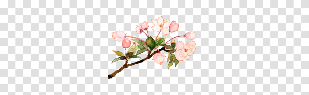 Pellucidity Via Tumblr Discovered, Plant, Flower, Blossom, Cherry Blossom Transparent Png