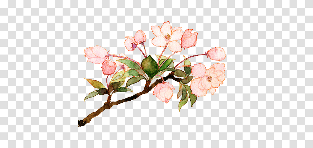 Pellucidity Via Tumblr Shared, Plant, Flower, Blossom, Petal Transparent Png