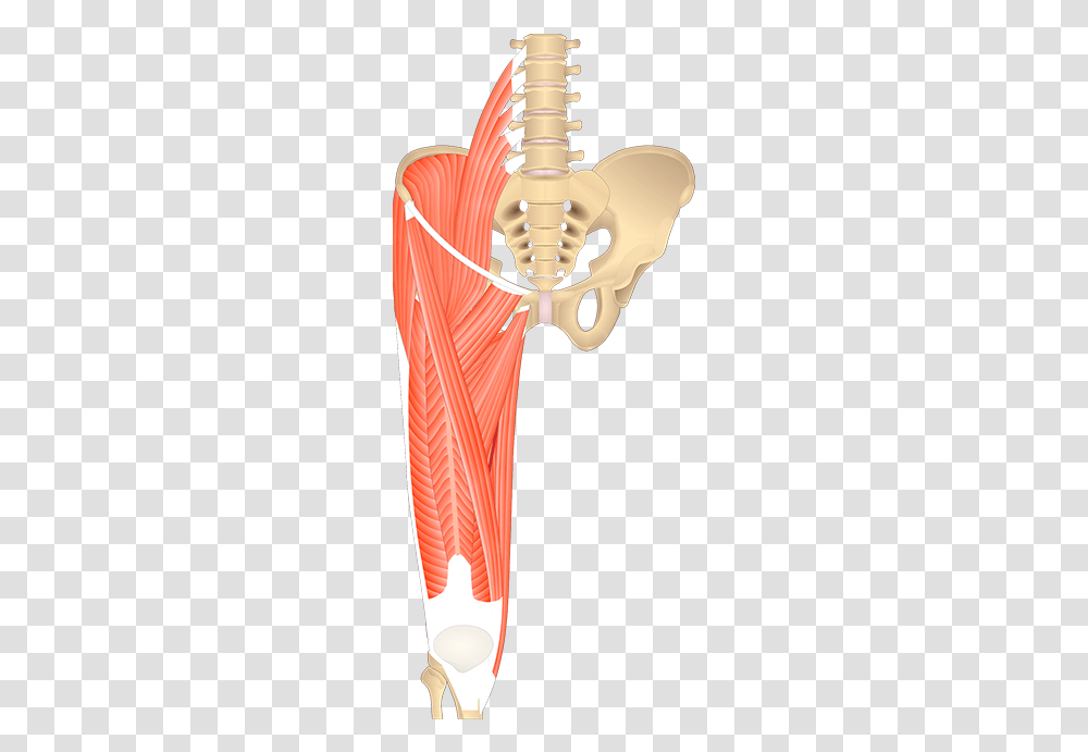 Pelvic Girdle Muscles Unlabeled, Apparel, Hip, Fashion Transparent Png
