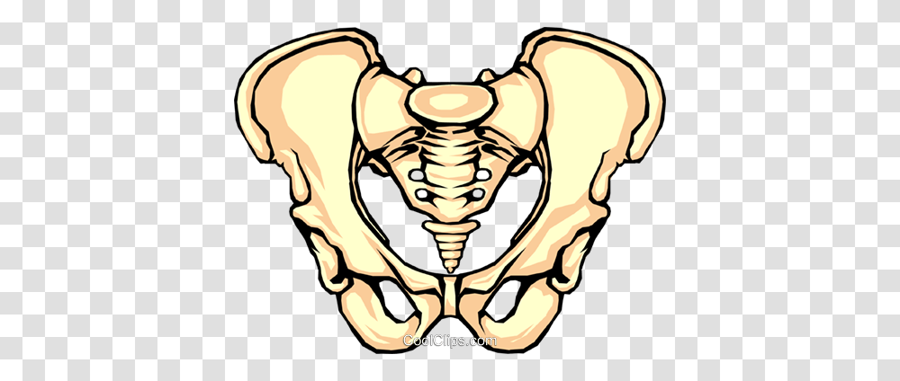 Pelvis Bone Royalty Free Vector Clip Art Illustration, Skeleton Transparent Png