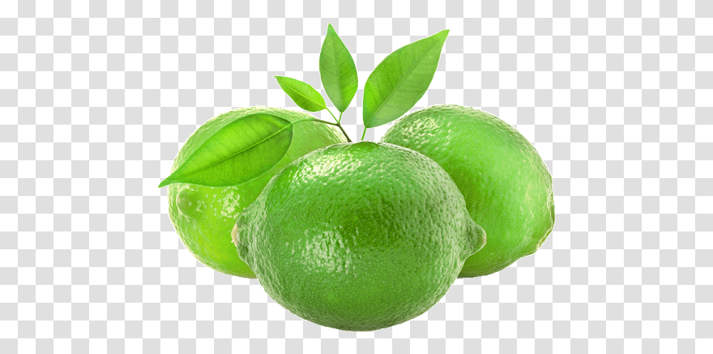 Pemberton Limes Lime, Tennis Ball, Sport, Sports, Citrus Fruit Transparent Png