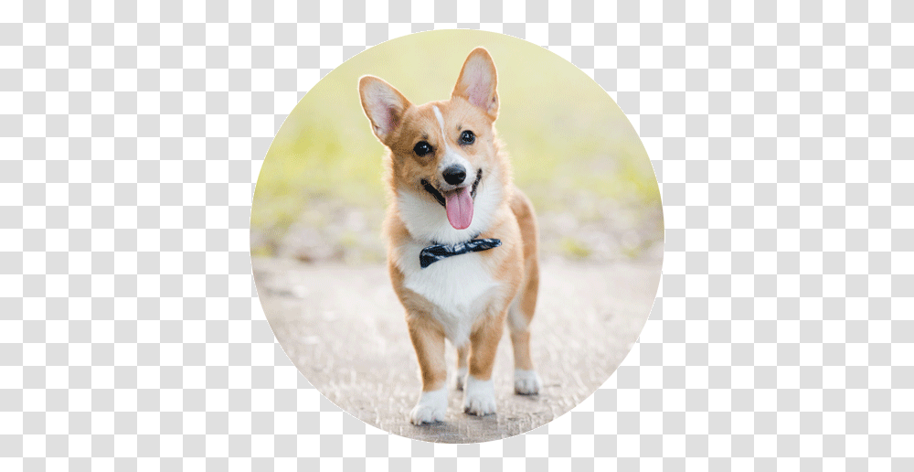 Pembroke Welsh Corgi Cardigan Welsh Corgi Puppy Dog Korgi S Koronoj, Strap, Pet, Canine, Animal Transparent Png