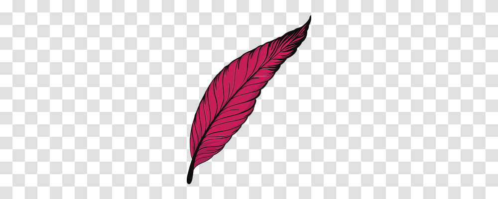 Pen Leaf, Plant, Veins, Photography Transparent Png