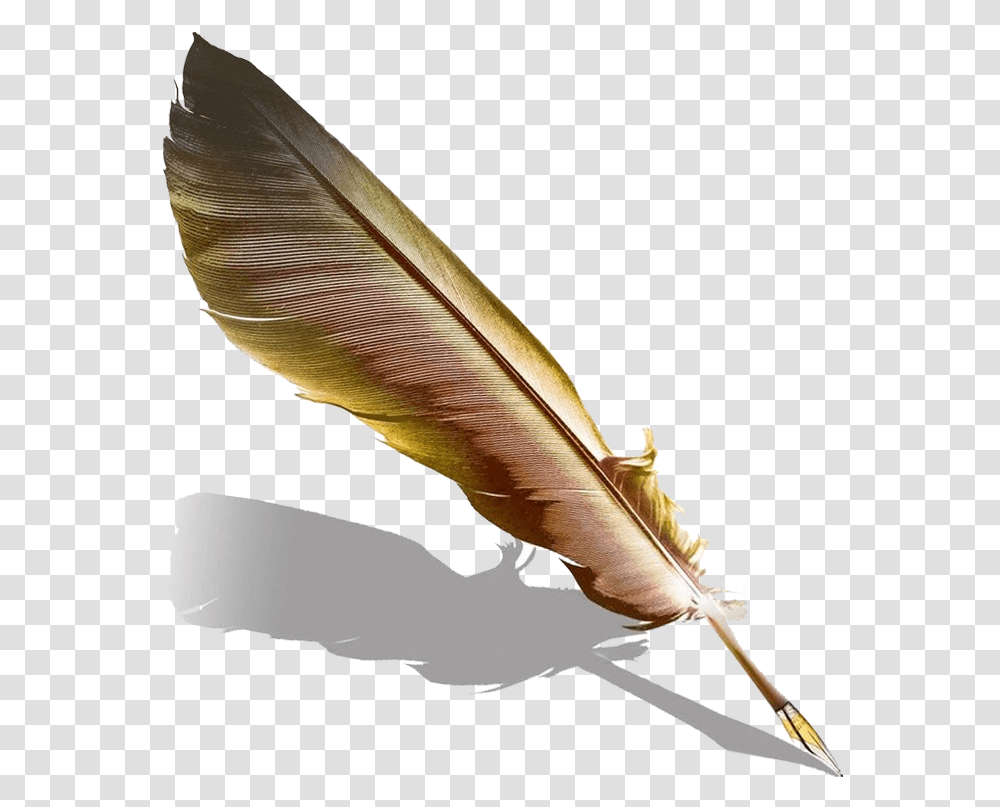 Pen Fountain Feather Quill Hd Image Free Quill Feather Pen, Leaf, Plant, Animal, Bat Transparent Png