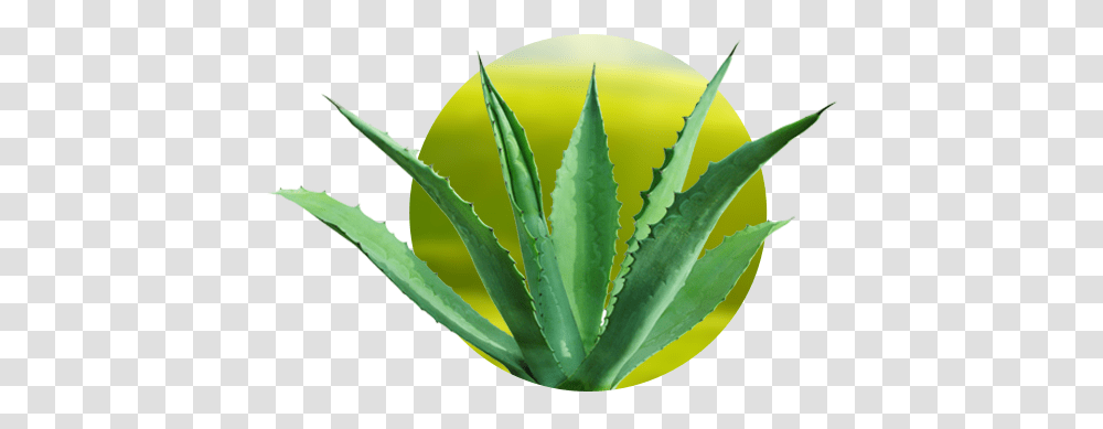 Penca De Maguey 4 Image Agave Cactus, Aloe, Plant, Vegetation Transparent Png