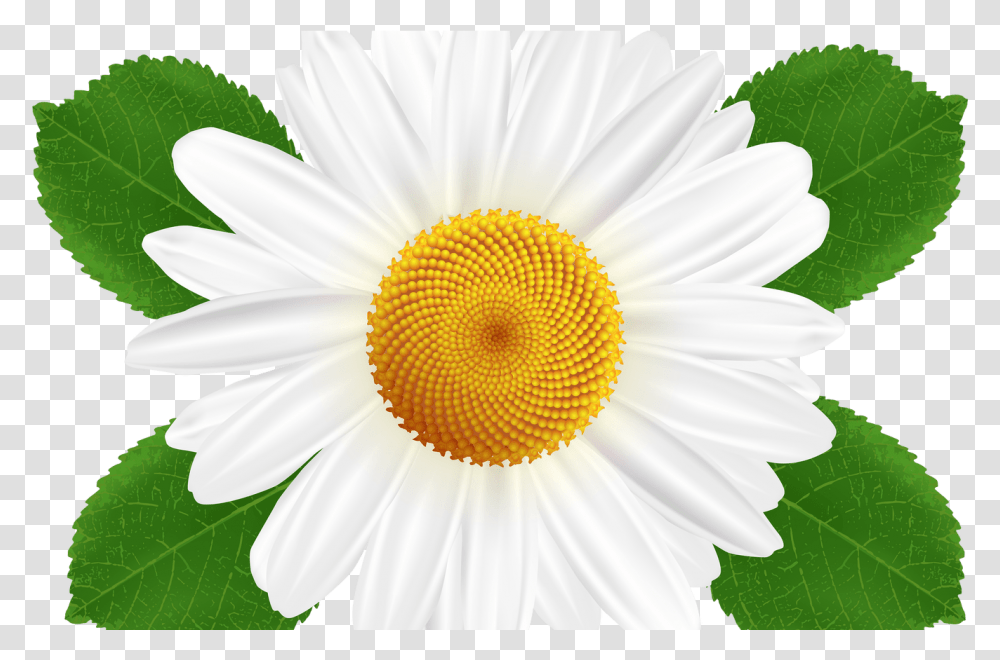 Pencil Clipart Background Clip Art, Plant, Daisy, Flower, Daisies Transparent Png