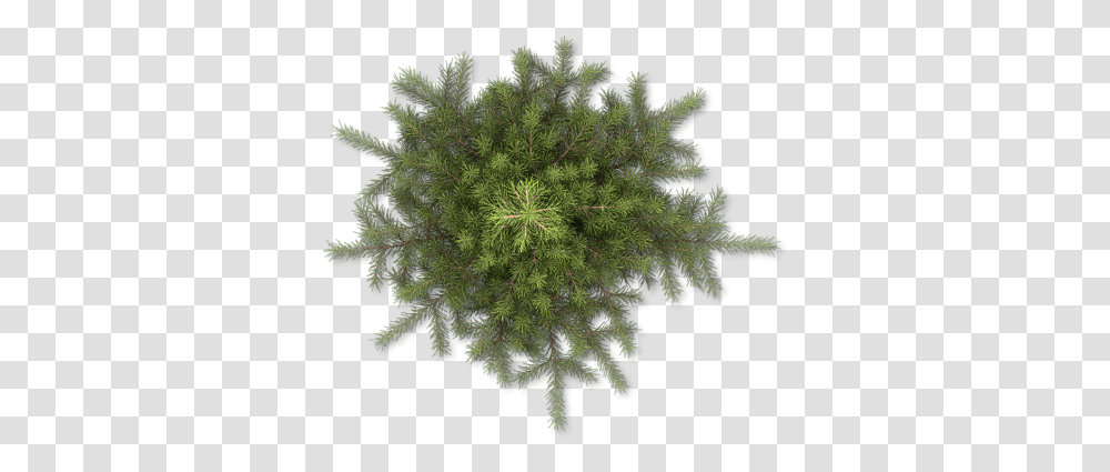 Pencil Pine Plan View Tree, Moss, Plant, Pattern, Conifer Transparent Png