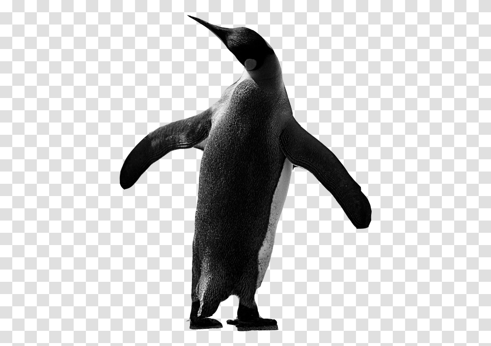 Penguen Penguins, Bird, Animal, Elephant, Wildlife Transparent Png