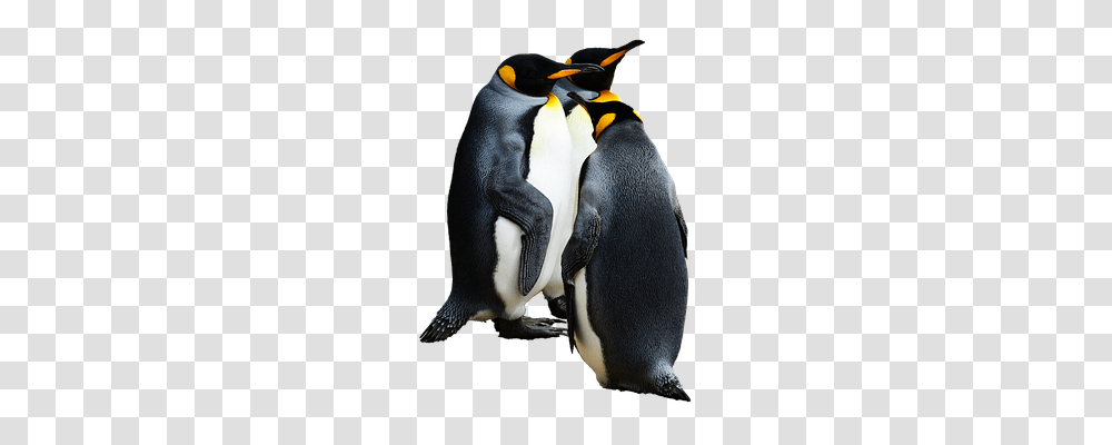 Penguin Nature, King Penguin, Bird, Animal Transparent Png