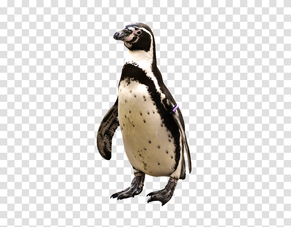 Penguin 960, Animals, Bird, King Penguin Transparent Png