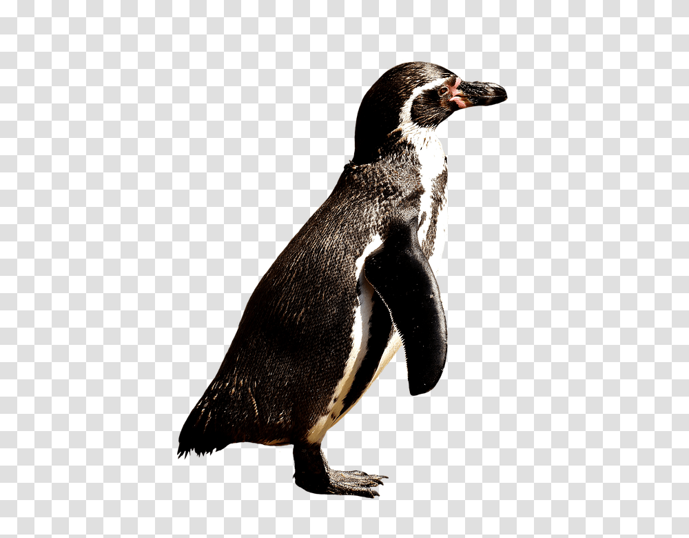 Penguin 960, Animals, Bird, King Penguin Transparent Png