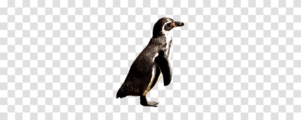 Penguin Animals, Bird, King Penguin Transparent Png