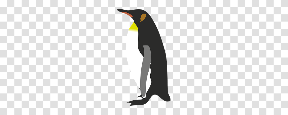 Penguin Animals, King Penguin, Bird Transparent Png