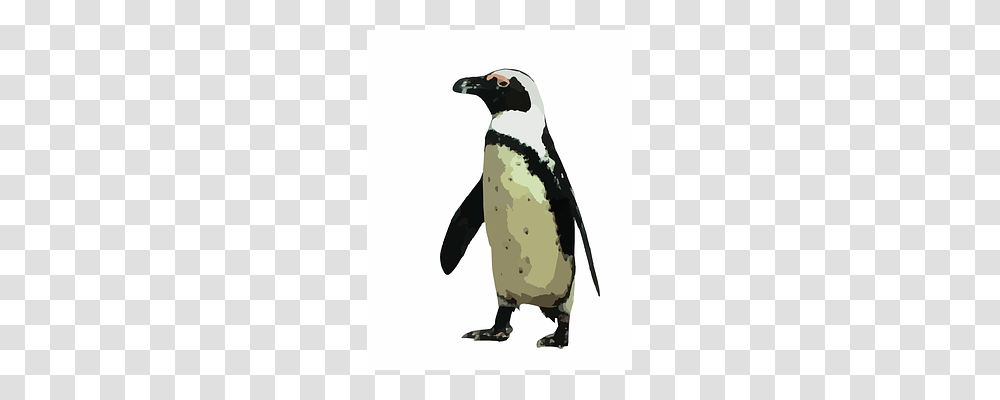 Penguin Bird, Animal, King Penguin Transparent Png