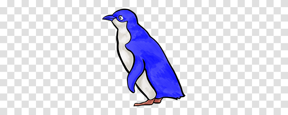 Penguin Animals, Bird, Bluebird, Blue Jay Transparent Png