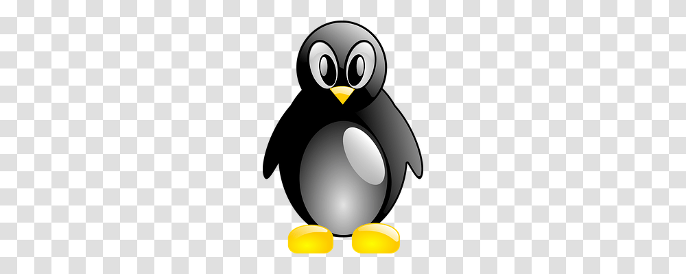 Penguin Animals, Bird, King Penguin, Lamp Transparent Png