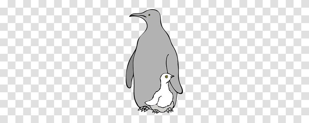 Penguin Person, Bird, Animal, King Penguin Transparent Png