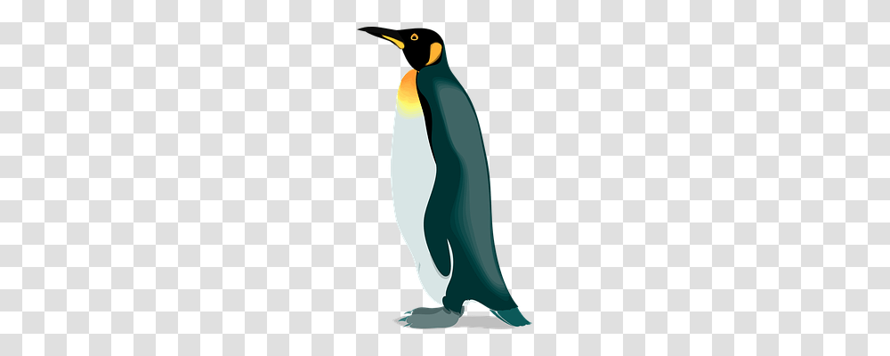 Penguin Animals, King Penguin, Bird Transparent Png