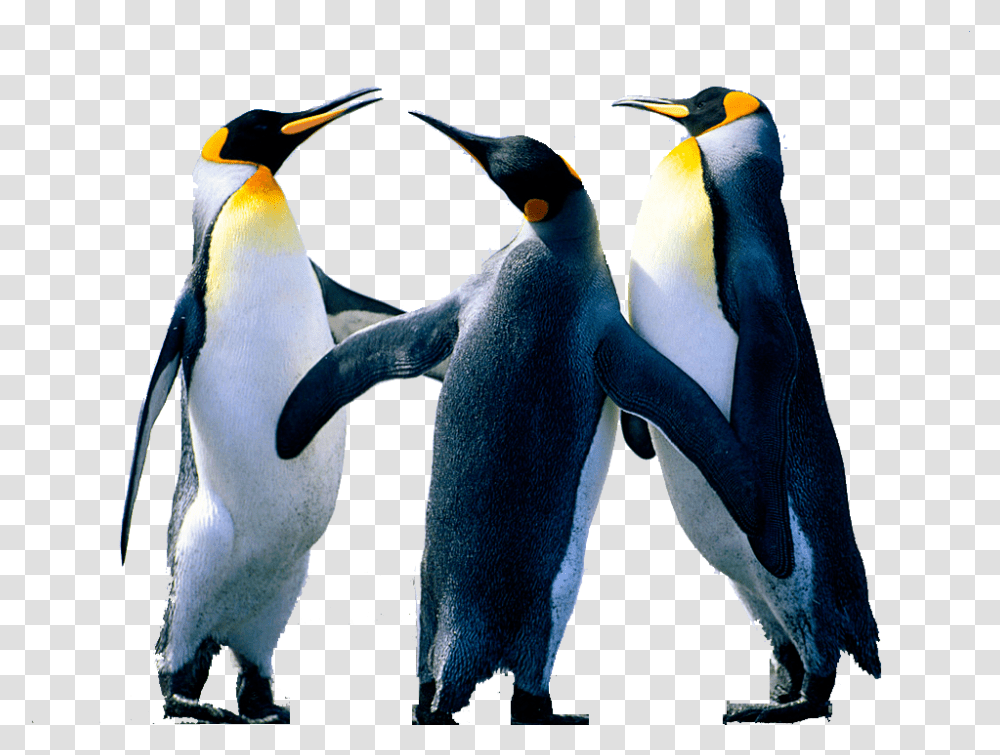 Penguin Background Image Arts Penguins, King Penguin, Bird, Animal Transparent Png