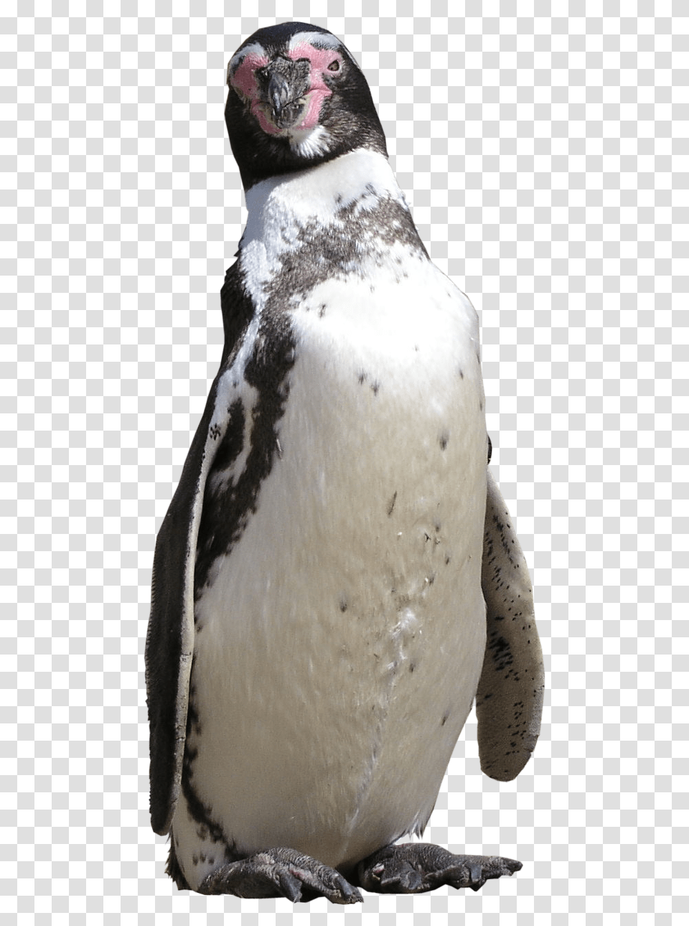 Penguin, Bird, Animal, King Penguin Transparent Png
