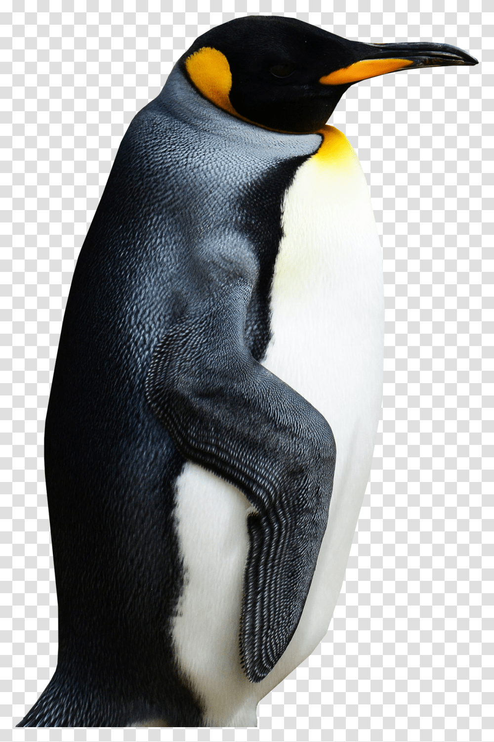 Penguin, Bird, Animal, King Penguin Transparent Png