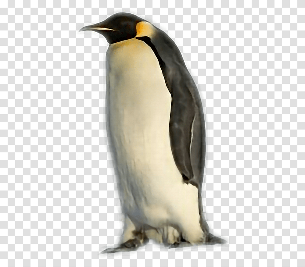 Penguin, Bird, Animal, King Penguin Transparent Png