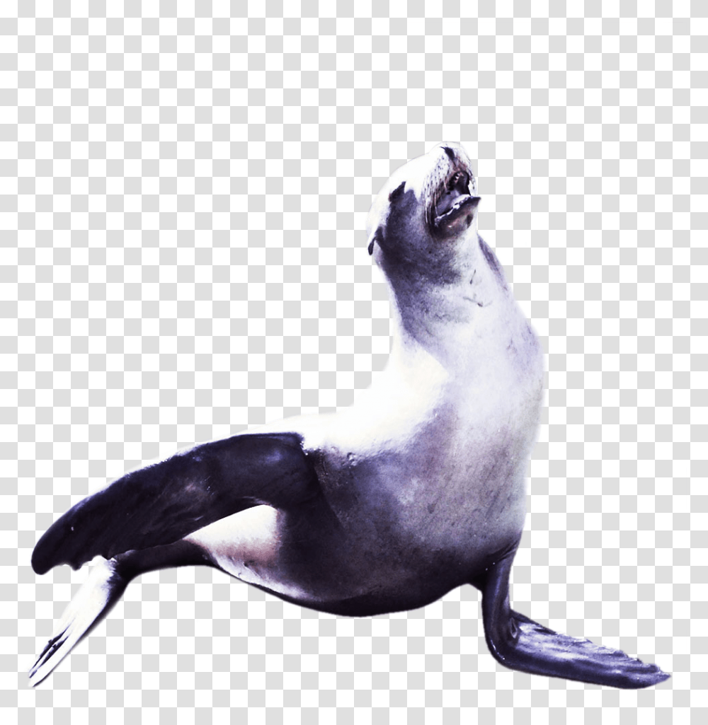 Penguin, Bird, Animal, Sea Lion, Mammal Transparent Png