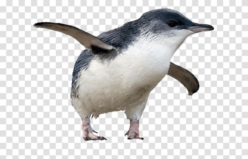 Penguin Bird Pngs Lovely Pngs Usewithcredit Adlie Penguin Transparent Png