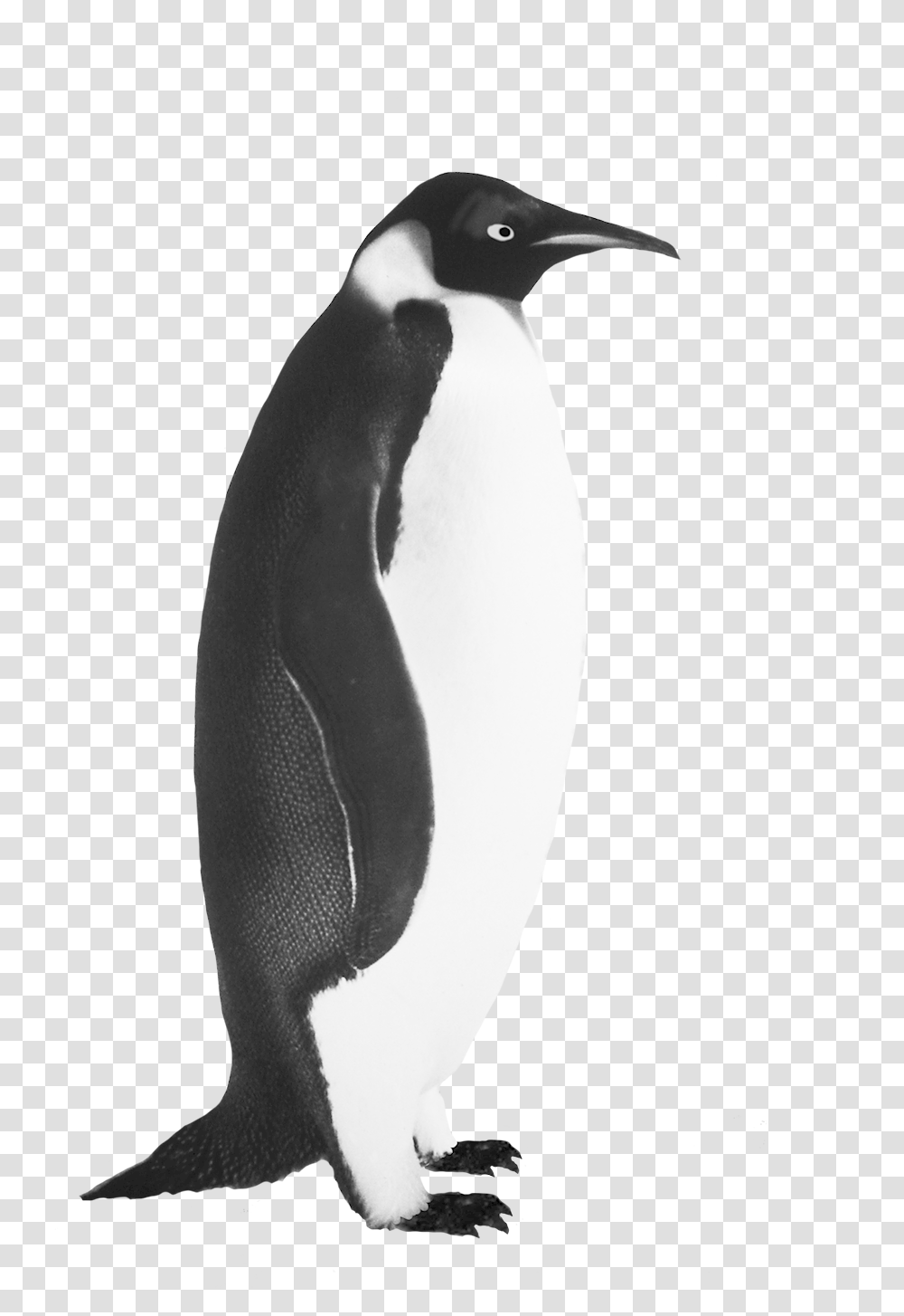 Penguin Clip Art Emperor Penguin Realistic Penguin Black And White, Bird, Animal, King Penguin Transparent Png