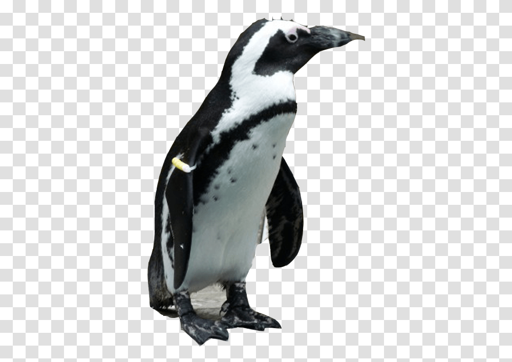 Penguin Download Image African Penguin Background, Bird, Animal, King Penguin Transparent Png