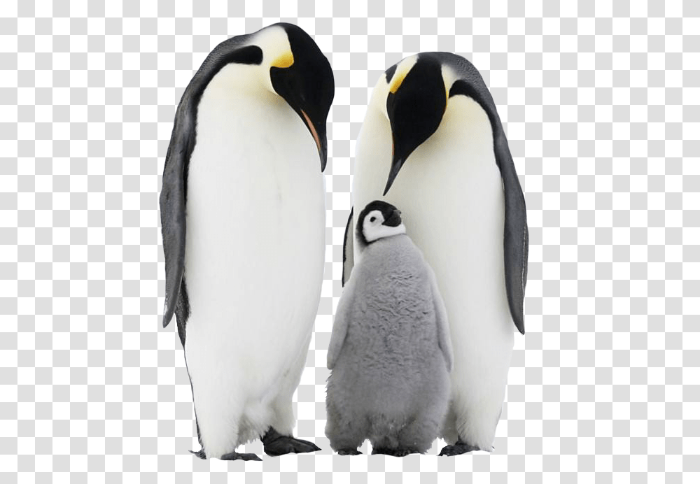 Penguin Free Download Father Mother Baby Animals, Bird, King Penguin, Beak Transparent Png