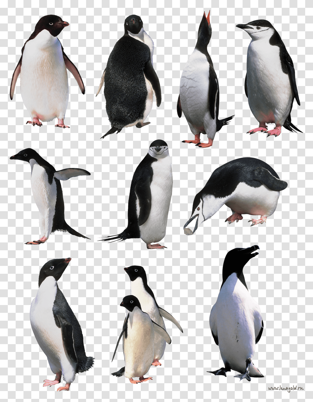 Penguin Image Background, Bird, Animal, King Penguin Transparent Png