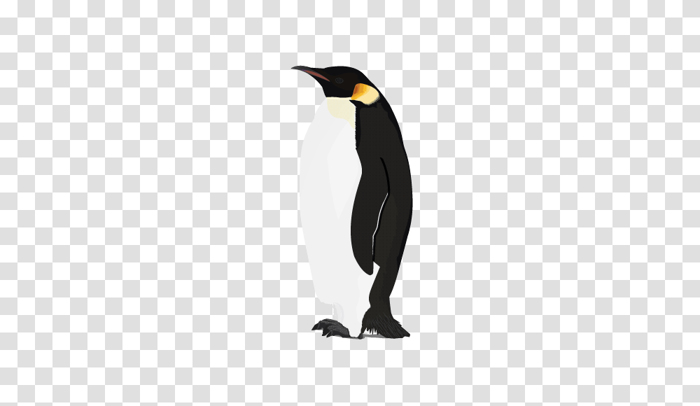 Penguin Image, Bird, Animal, King Penguin Transparent Png