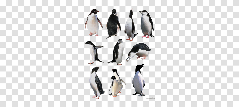 Penguin Images Penguins, King Penguin, Bird, Animal, Painting Transparent Png