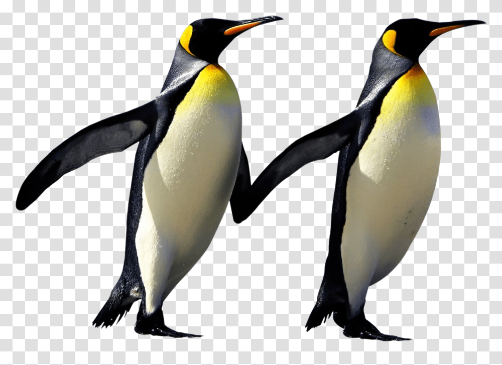 Penguin Images Penguins, King Penguin, Bird, Animal Transparent Png