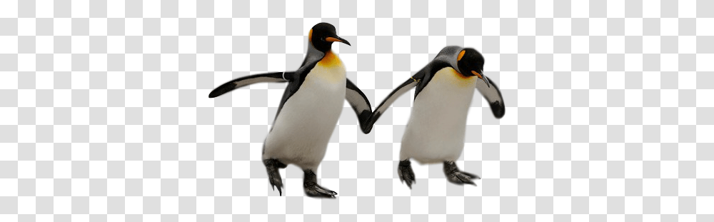 Penguin Penguins With No Background, Bird, Animal, King Penguin Transparent Png