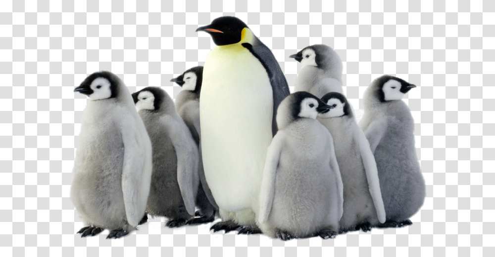 Penguin Pic Arts Penguins, Bird, Animal, King Penguin Transparent Png