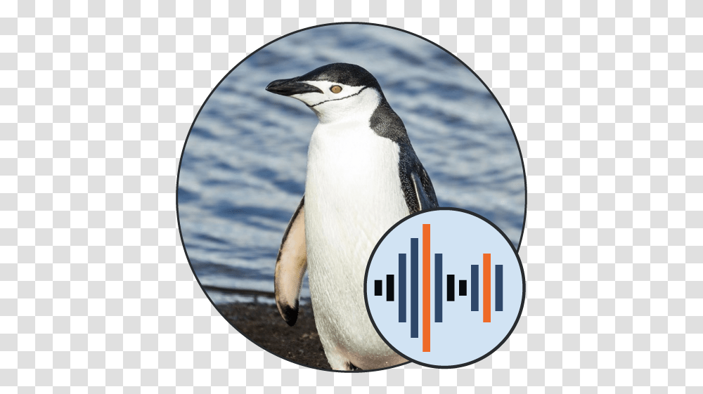Penguin Sounds 101 Soundboards Bowser Jr Mario Kart Wii Soundboard 101 Soundboard 77, Bird, Animal Transparent Png