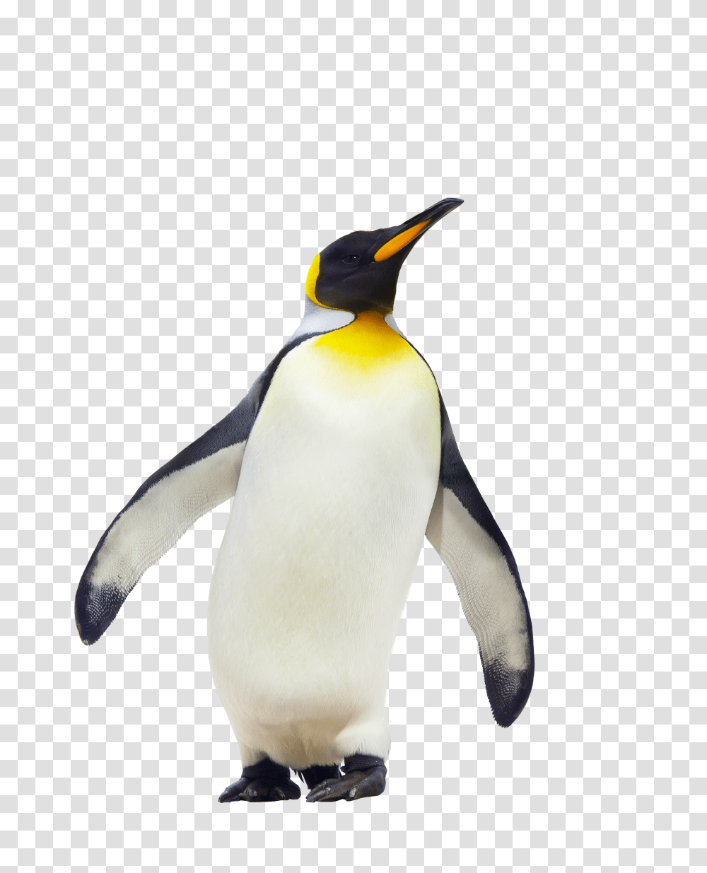 Penguin Walking Image, King Penguin, Bird, Animal Transparent Png