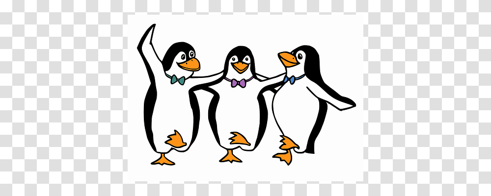 Penguins Bird, Animal, King Penguin Transparent Png